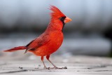 Male cardinal on my deck