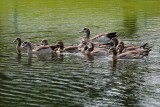 Egyptian geese family