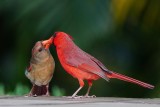 Cardinal male feeding youngster