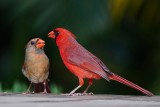 Male cardinal and juvenile