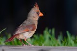 Cardinal on my deck