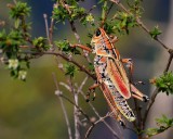 Eastern lubber grasshopper