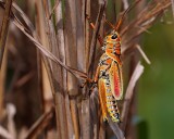 Eastern lubber grasshopper