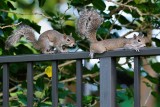 Squirrels considering a partnership