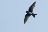 Purple martin in flight