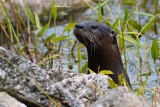 River otter playing hide-and-seek with me