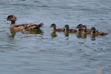 Wood duck female with ducklings