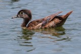 Wood duck - female
