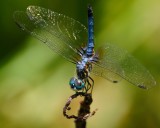 Dragonfly doing a handstand