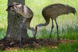 Sandhill crane parent and colt