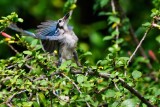 Blue jay dancing in the hibiscus
