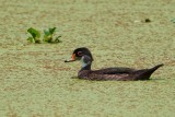 Male wood duck