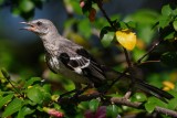 Young mockingbird in my hibiscus