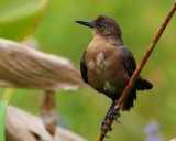 Female grackle on a reed