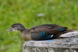 Juvenile wood duck resting