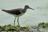 Solitary sandpiper