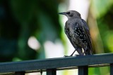 European starling on my fence