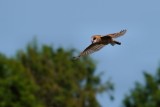 Barn owl in flight