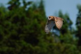 Barn owl in flight