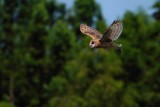 Barn owl in flight