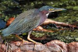 Green heron