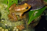 Golden Child - baby pig frog