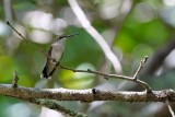 Ruby-throated hummingbird sitting in the forest