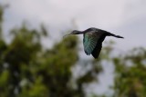 Glossy ibis in flight