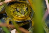 Pig frog