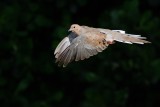 Mourning dove in flight