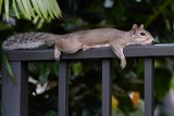 Lazy squirrel resting on the fence