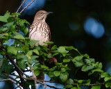 Brown thrasher in my hibiscus