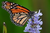 Monarch butterfly