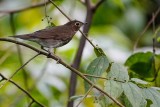 Swainson's thrush
