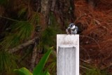 Belted kingfisher with a fish