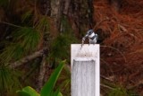 Belted kingfisher with a fish