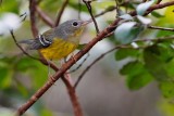Magnolia warbler