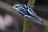 Black and white warbler