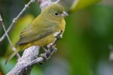 Painted bunting - female