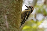 Yellow-bellied sapsucker