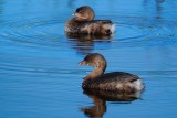 Pied-billed grebes