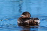 Pied-billed grebe