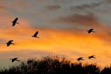 Flocks of ibis against vivid sunset