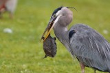 Great blue heron with a softshell turtle meal