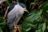 Black-crowned night heron