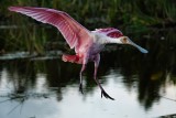 Roseate spoonbill landing