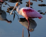 Roseate spoonbill in the last of the sun