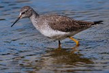 Lesser yellowlegs