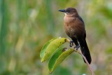 Juvenile boat-tailed grackle