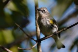 Yellow-rumped warbler